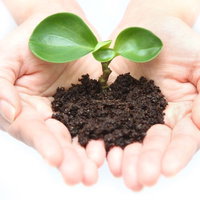 両手で育てる土の中の苗と環境保全への想いの写真