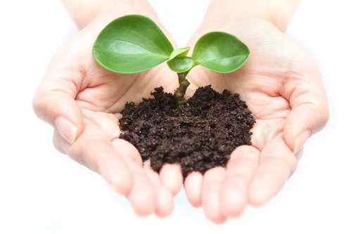 両手で育てる土の中の苗と環境保全への想い