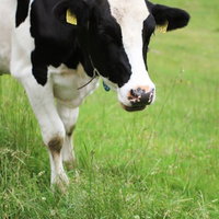 牧場で放牧中の黒白模様の牛が草を食べる風景の写真