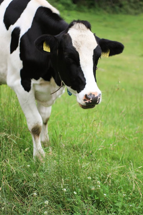 牧場で放牧中の黒白模様の牛が草を食べる風景