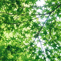 青空に映える新緑のもみじの枝葉と木漏れ日の写真