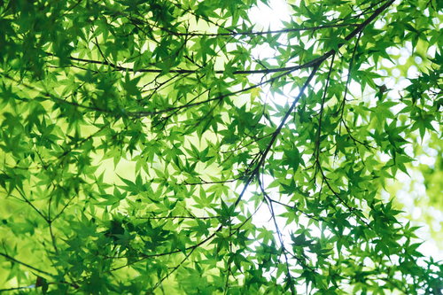 青空に映える新緑のもみじの枝葉と木漏れ日