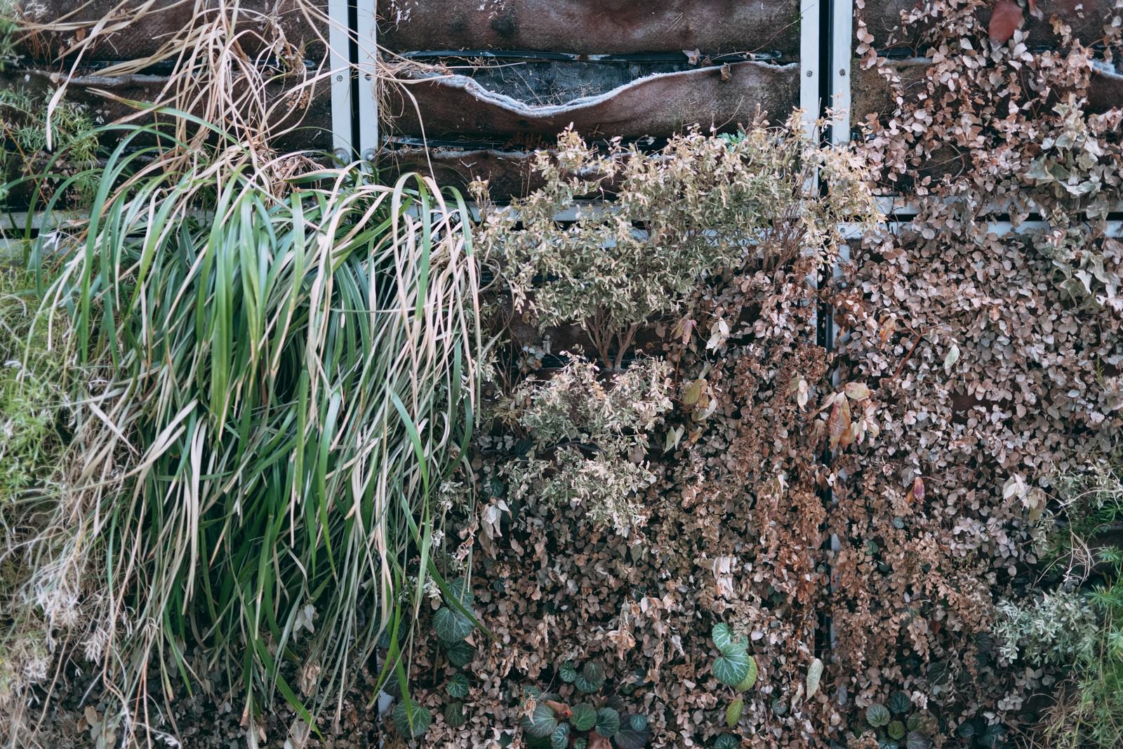 荒れた土地に緑の草が部分的に生えている縦型の植栽風景