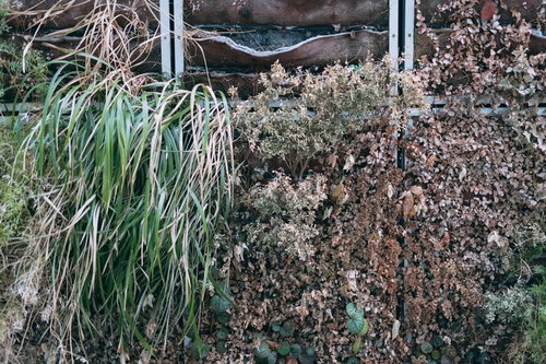 荒れた縦型の植栽に生える草と土、落ち葉の雑草地