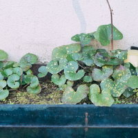 花壇で育つ若い葉と葉っぱ、プランターの土に植えられた苗の写真