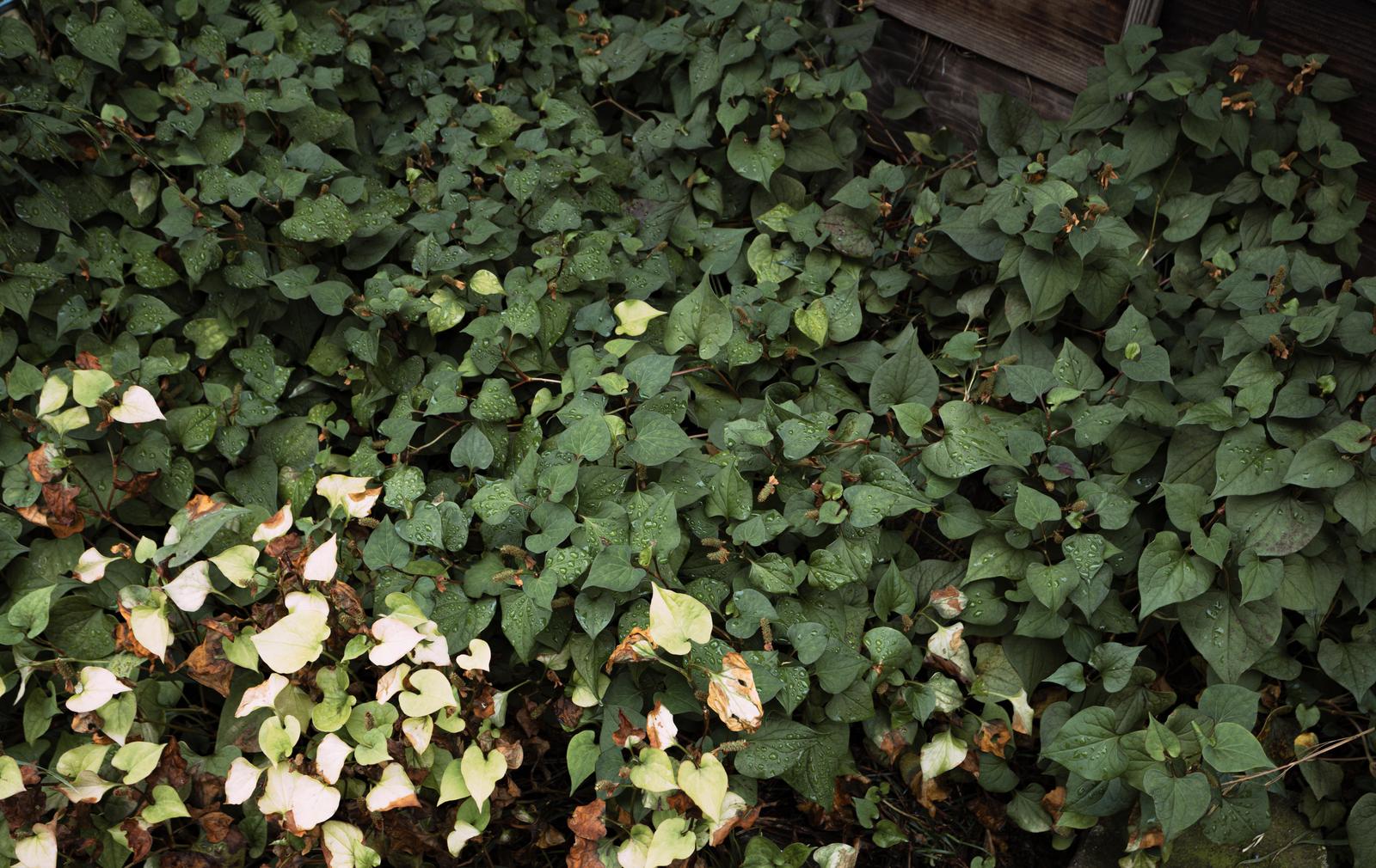 白い花をつけたドクダミと雑草が生い茂る湿った日陰の草むら