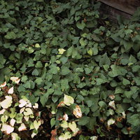 ドクダミと雑草が茂る日陰の草むら。湿った環境の写真