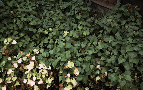 ドクダミと雑草が茂る日陰の草むら。湿った環境
