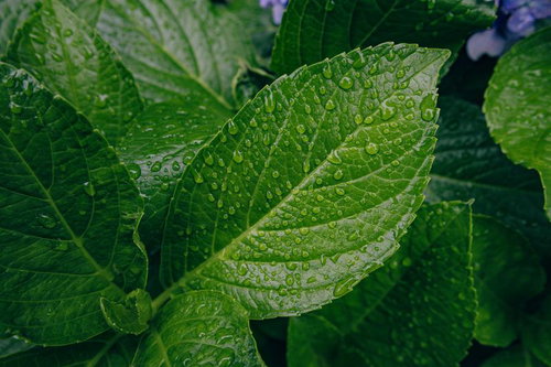 アジサイの葉に付着した水滴の共演～梅雨の自然表現～