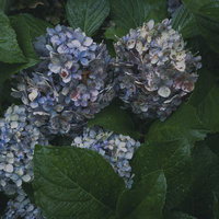 雨上がりの紫陽花に残る雨粒と梅雨の情景、庭園の初夏の写真