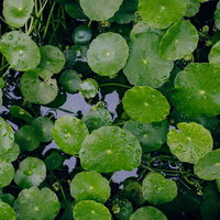 雨に濡れた蓮の葉に玉のような水滴が集まるの写真
