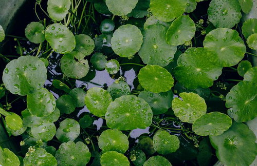雨に濡れた蓮の葉に玉のような水滴が集まる