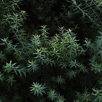 暗がりから浮かび上がるローズマリーの群生の写真