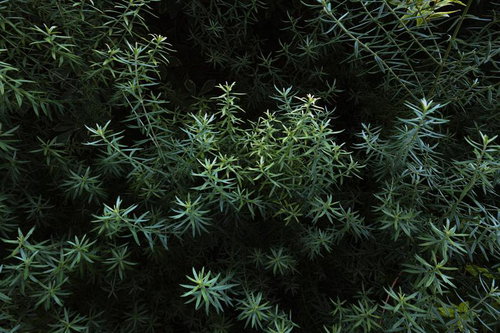 暗がりから浮かび上がるローズマリーの群生