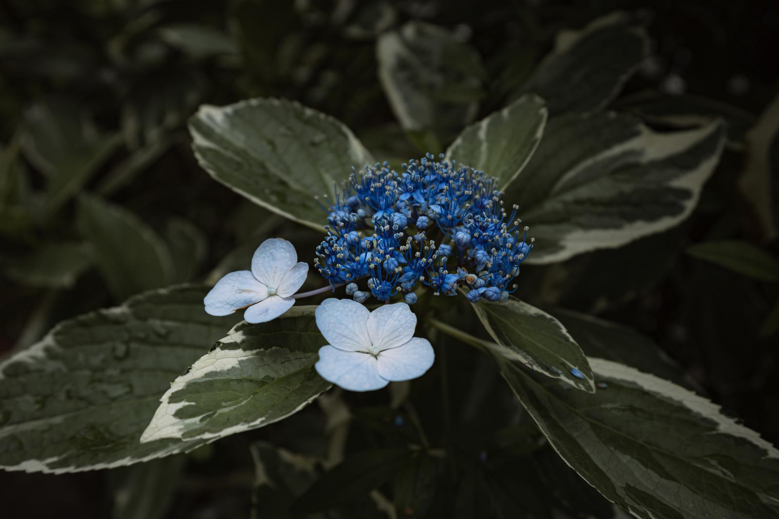 紫陽花の濃い青紫色のつぼみと薄い水色の花が咲いている様子