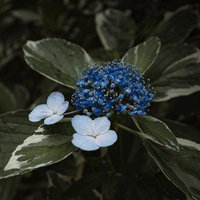 青色を引き出す紫陽花の開花過程と梅雨の庭木の写真