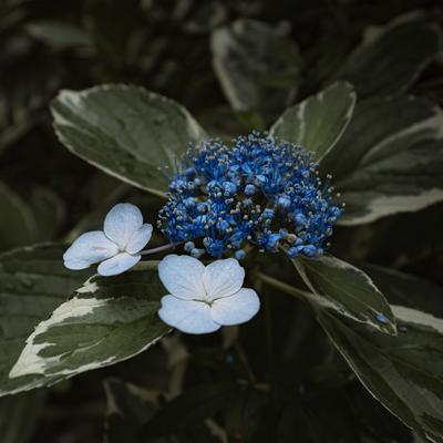 青色を引き出す紫陽花の開花過程と梅雨の庭木の写真
