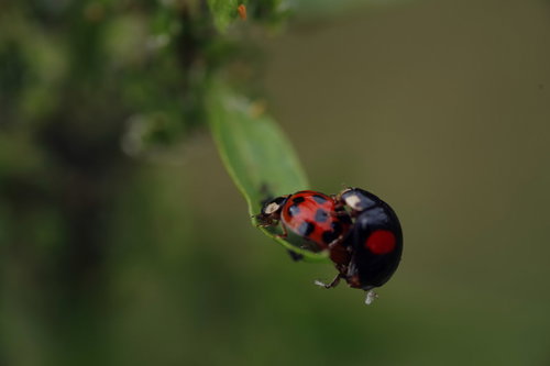 落ちる落ちると必死にしがみ付くテントウムシ（実は交尾中）