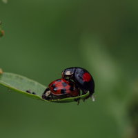 緑の葉でギリギリ危ないところにしがみつく2匹のてんとう虫の写真