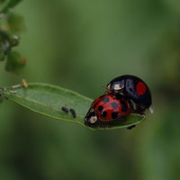 後ろからこんにちはするてんとう虫の交尾と昆虫の営みの写真