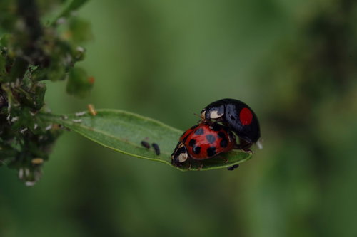 後ろからこんにちはするてんとう虫の交尾と昆虫の営み