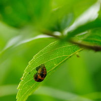 新緑の葉っぱの裏側にくっついたてんとう虫の写真