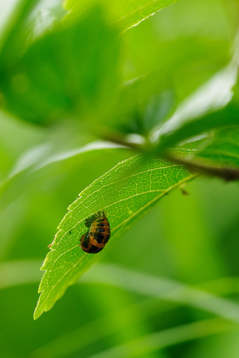 緑の葉っぱの上に止まっている小さなてんとう虫