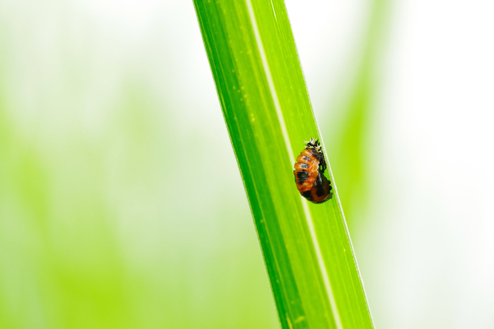 茎をよじ登るてんとう虫の幼虫
