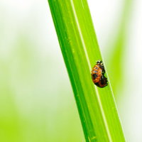 茎をよじ登るしわしわしたてんとう虫の写真