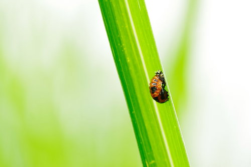 緑の茎をよじ登るしわしわしたてんとう虫のマクロ撮影
