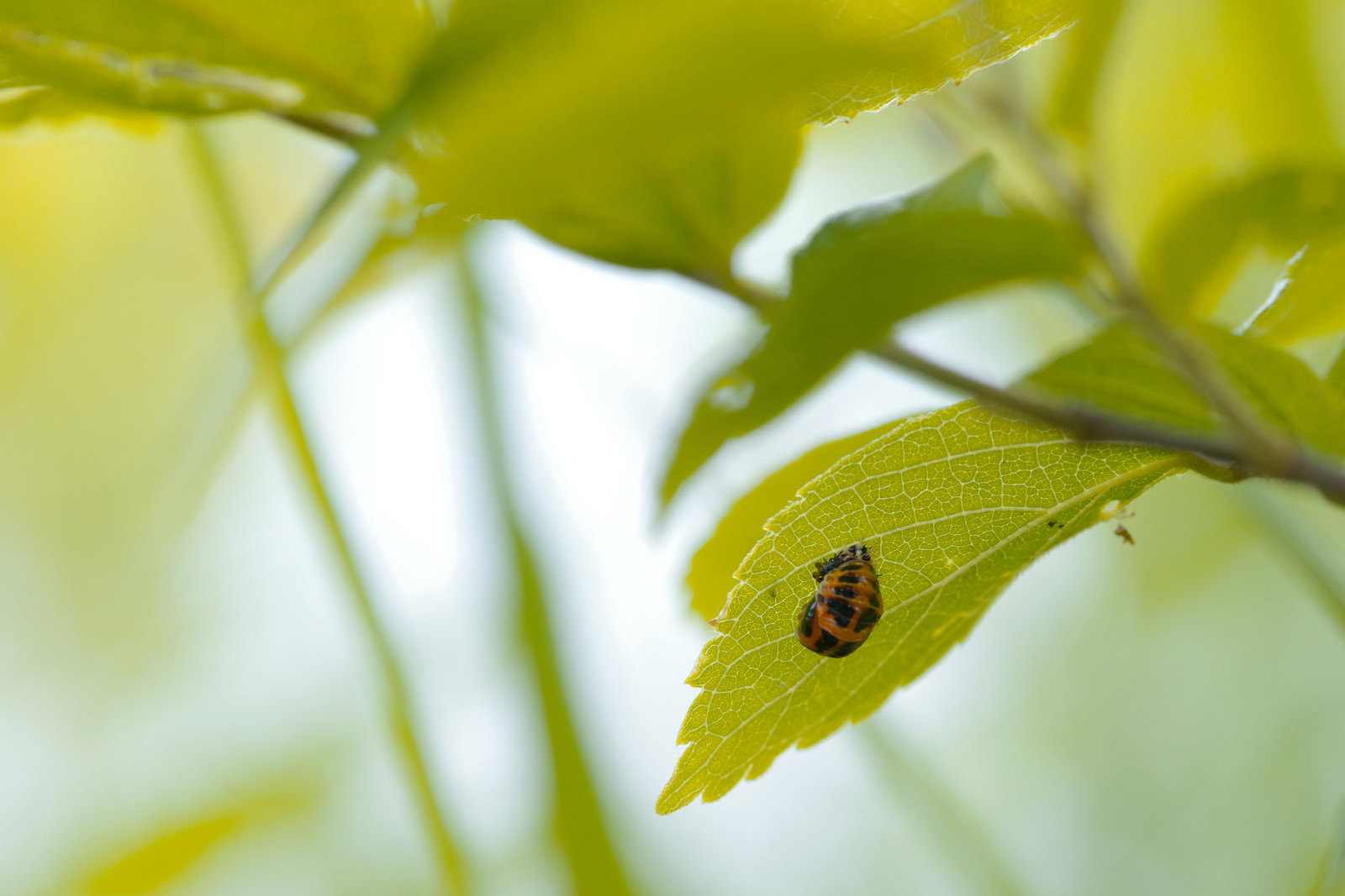 緑の葉の上で脱皮の準備をする小さなてんとう虫