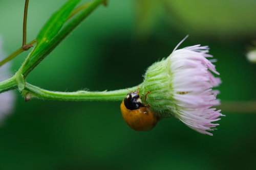 下からつかまる黄色いつるっとしたてんとう虫
