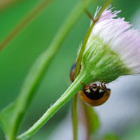 ひたすらこちらを見てくるてんとう虫とのにらめっこの写真