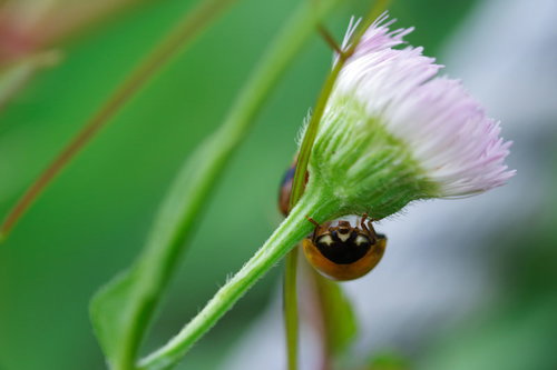 ひたすらこちらを見てくるてんとう虫とのにらめっこ