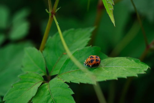 緑の葉の上に乗る黄色い体の黒い斑点のてんとう虫