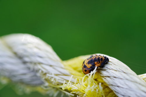 ロープをわたる黒い斑点のてんとう虫の接写