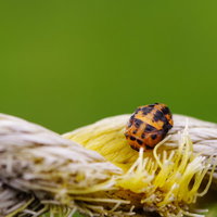 ロープに隠れようとする黒い斑点のてんとう虫の写真
