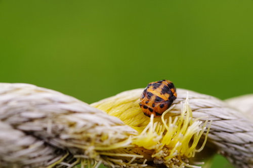 ロープに隠れようとする黒い斑点のてんとう虫
