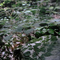 朝日が描く森の地面に映る緑の影と木漏れ日のパターンの写真