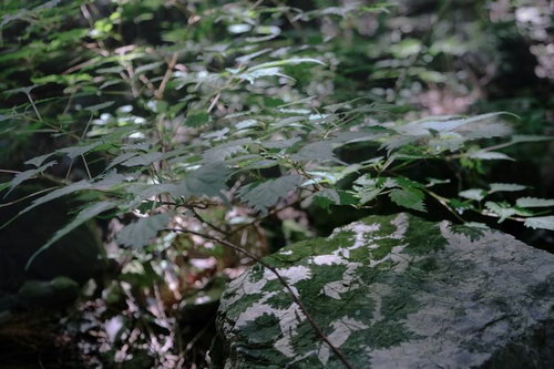 朝日が描く森の地面に映る緑の影と木漏れ日のパターン