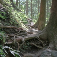 朝日に照らされる棒ノ嶺の登山道の苔むした木の根の写真