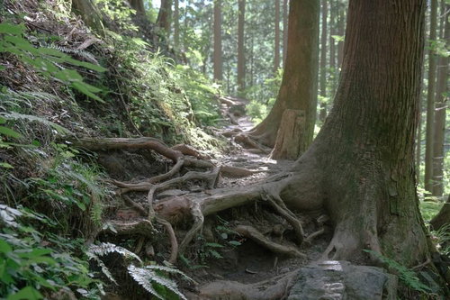 朝日に照らされる棒ノ嶺の登山道の苔むした木の根