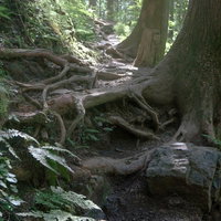 朝日に照らされる白谷沢の登山道と樹海の森林風景の写真