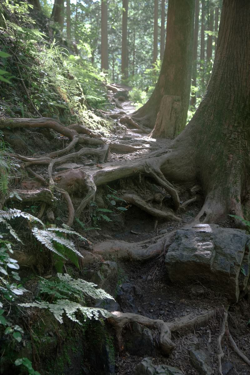 朝日が差し込む森の中の登山道、露出した木の根と苔が見える
