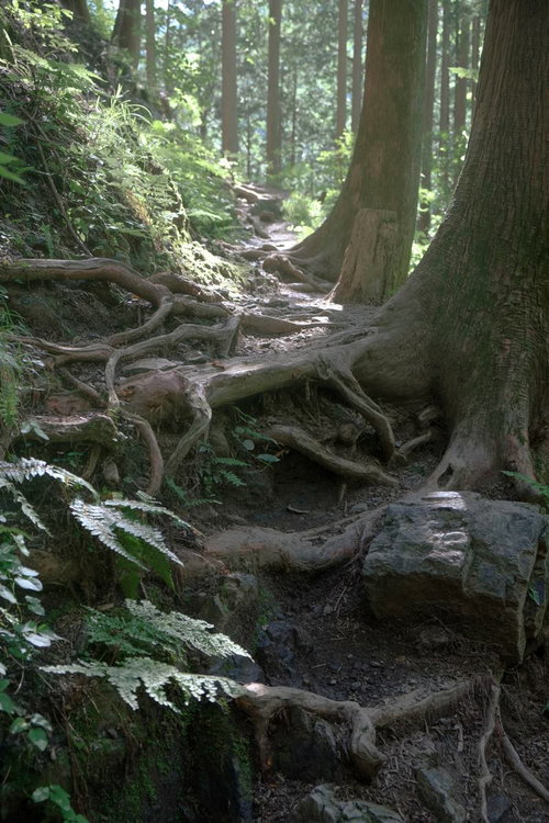 朝日に照らされる白谷沢の登山道と樹海の森林風景