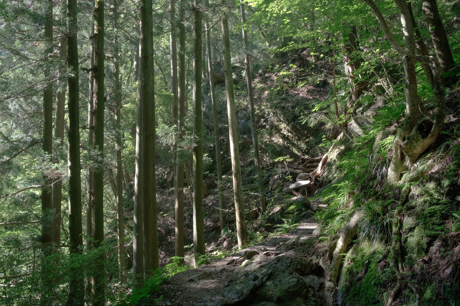 緑豊かな森の中を通る山道に木漏れ日が差し込む様子
