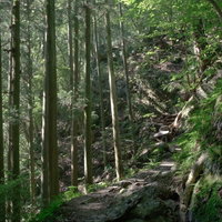 光が差し込む森の樹海の山道を歩むハイキングコースの写真