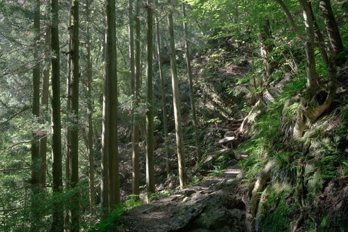 光が差し込む森の樹海の山道を歩むハイキングコース