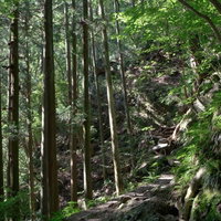 木々と光が差し込む白谷沢の登山道の写真