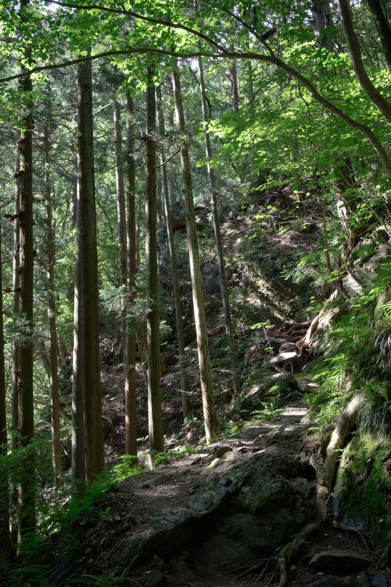 緑豊かな森の中を通る登山道に木漏れ日が差し込む様子
